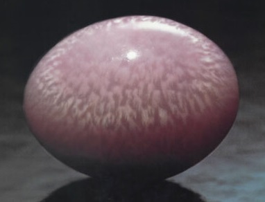 Conch Pearl
